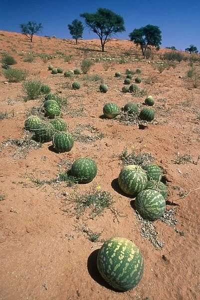 Tsamma melons littering the dune surface after successful fruiting season. Provide valuable source of food, vitamin C, trace elements and especially water to wide range of desert-dwelling animals and Bushmen