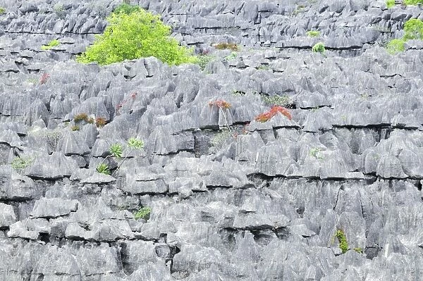 Tsingy - Limestone pinnacles - Ankarana National Park - Northern Madagascar