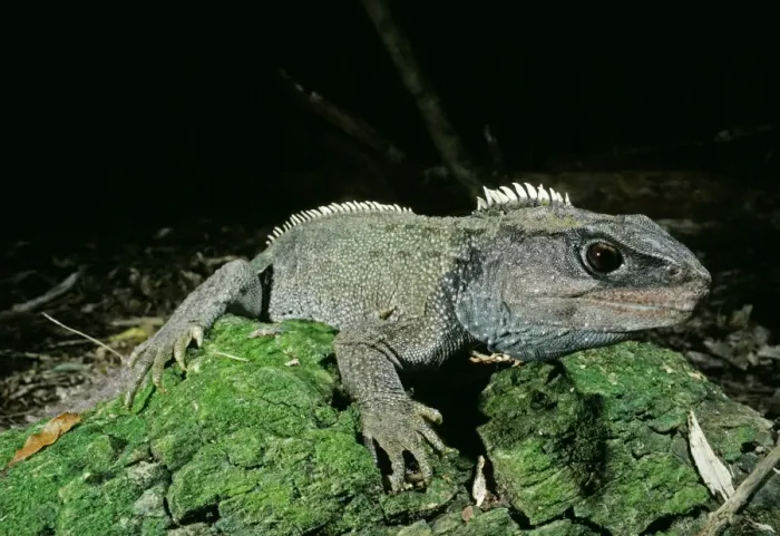 Framed Print : Tuatara. PJM-23. TUATARA. Sphenodon punctatus
