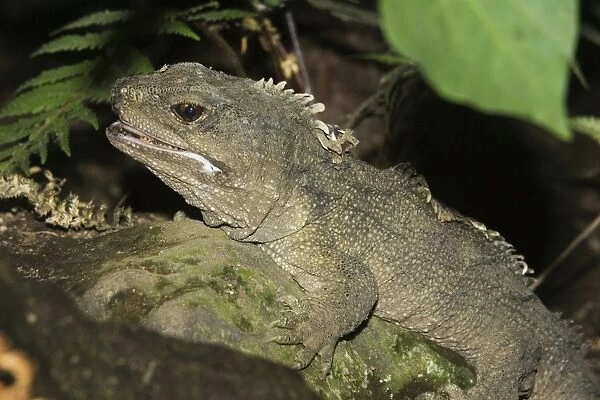 Tuatara lizard. Rainbow Springs North Island New Zealand. Sphenodon is an ancient survivor from the Juassic period - the age of dinasaurs amd survives in limited numbers on some of New Zealands outlying islands where predators have been eliminated