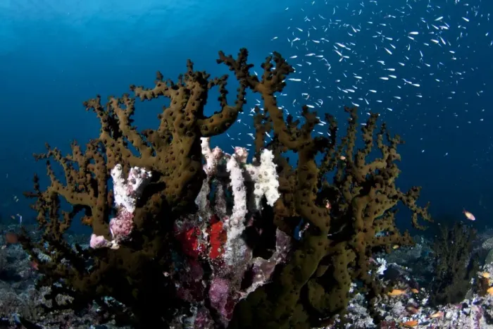 Framed Print : Tubastrea Micranthus Coral - Rasdhoo - North-Ari Atoll - Maldives Framed Print : Tubastrea Micranthus Coral - Rasdhoo - North-Ari Atoll - Maldives
