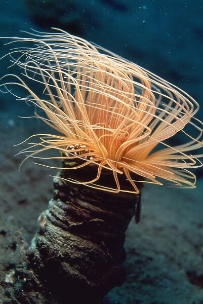 Tube Anemone - with commensal porcelain crab & silhouetted commensal shrimp. Bali Indonesia