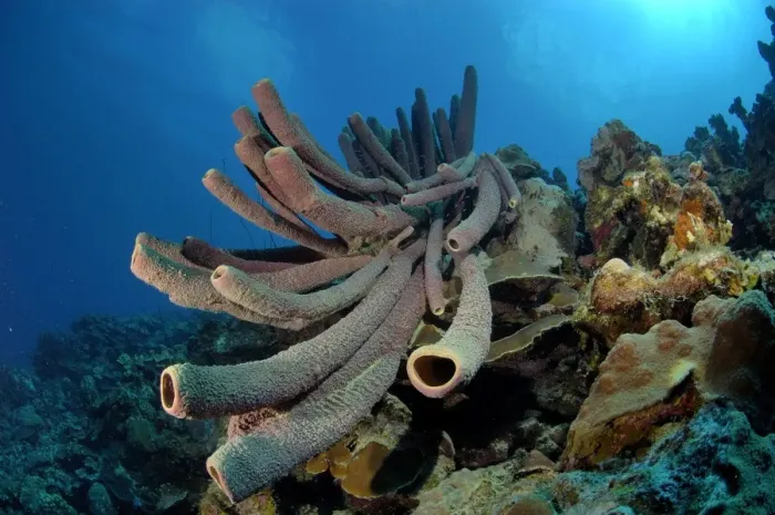 Framed Print : Tube Sponge Bonaire Caribbean