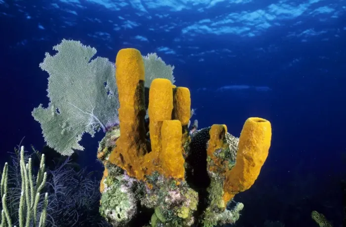 Framed Print : Tube Sponge Caribbean Sea Framed Print : Tube Sponge Caribbean Sea