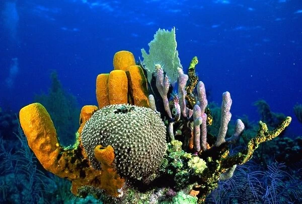 Tube Sponge Caribbean Sea