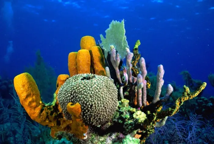 Framed Print : Tube Sponge Caribbean Sea Framed Print : Tube Sponge Caribbean Sea