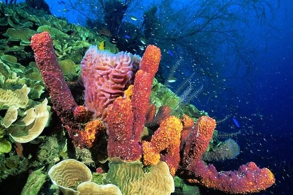 Tube Sponge Caribbean Sea