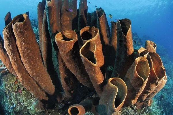 Tube Sponge Sulu Sea Philippines