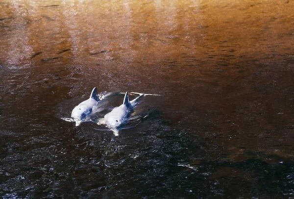 Tucuxi  /  Little Grey  /  Grey River Dolphin - pair South America