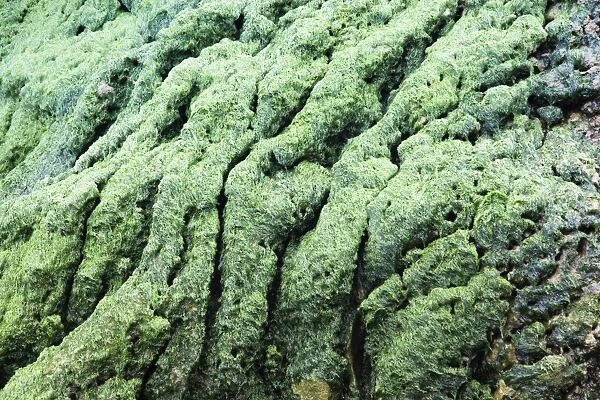 Tufa - covered with algae - Cornwall coast