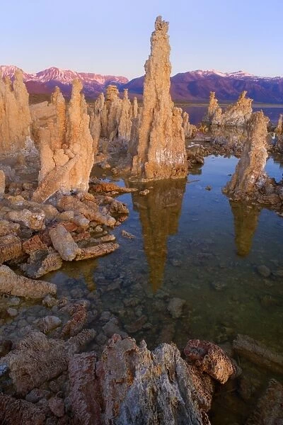 Tufa Formations - reflected in the alkaline waters of Mono Lake with the snow-covered mountains of the Sierra Nevada in the background - at sunrise - Mono Lake - California - USA
