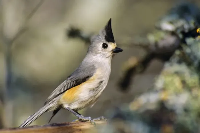 Framed Print : Tufted / Black-crested Titmouse. Texas. USA B6294 Framed Print : Tufted / Black-crested Titmouse. Texas. USA B6294