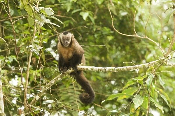 Tufted  /  Brown  /  Black-capped Capuchin - in tree. Manu National Park - Peru