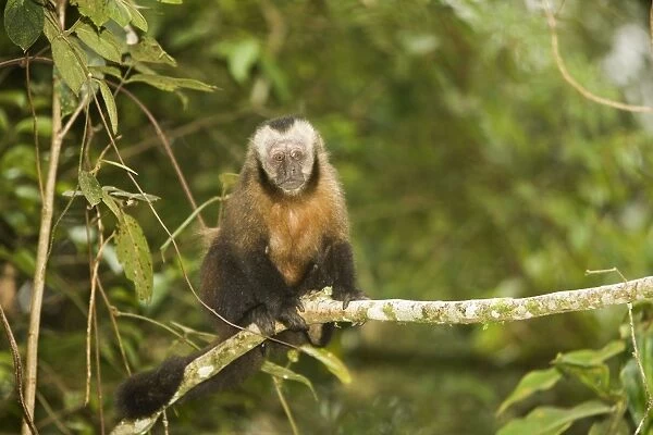 Tufted  /  Brown  /  Black-capped Capuchin - in tree. Manu National Park - Peru