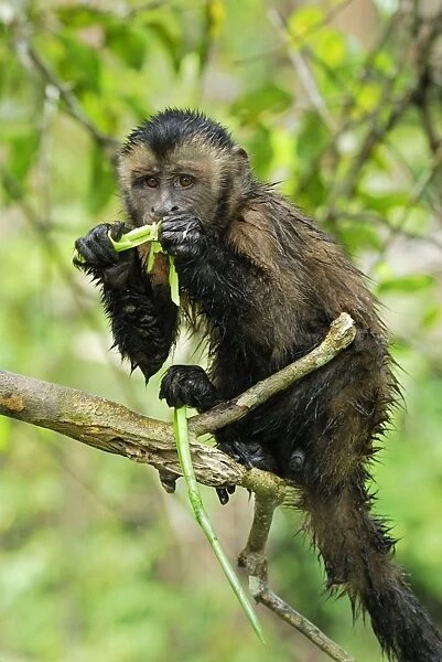 Tufted Capuchin  /  Brown Capuchin - feeding - Pacaya-Samiria Nationalpark - Iquitos - Peru