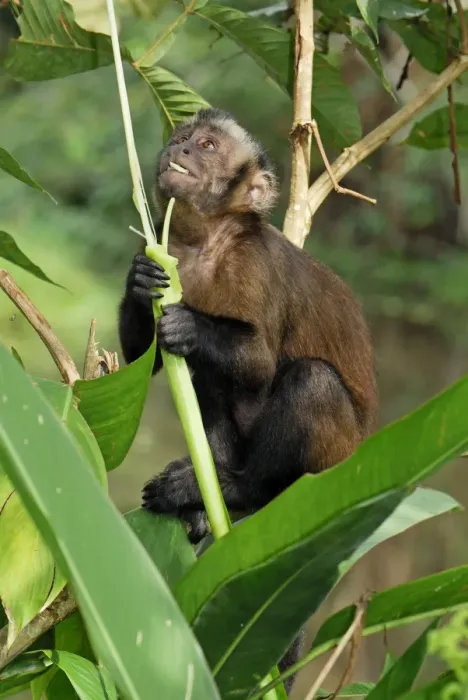 Framed Print : Tufted Capuchin  /  Brown Capuchin - Pacaya-Samiria Nationalpark - Iquitos - Peru