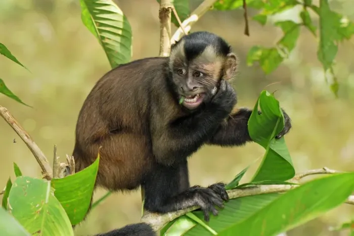 Framed Print : Tufted Capuchin / Brown Capuchin - Pacaya-Samiria Nationalpark - Iquitos - Peru Framed Print : Tufted Capuchin / Brown Capuchin - Pacaya-Samiria Nationalpark - Iquitos - Peru