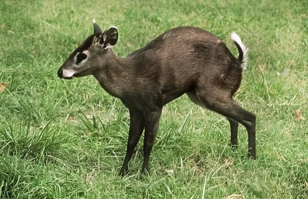 Tufted Deer Burma to China
