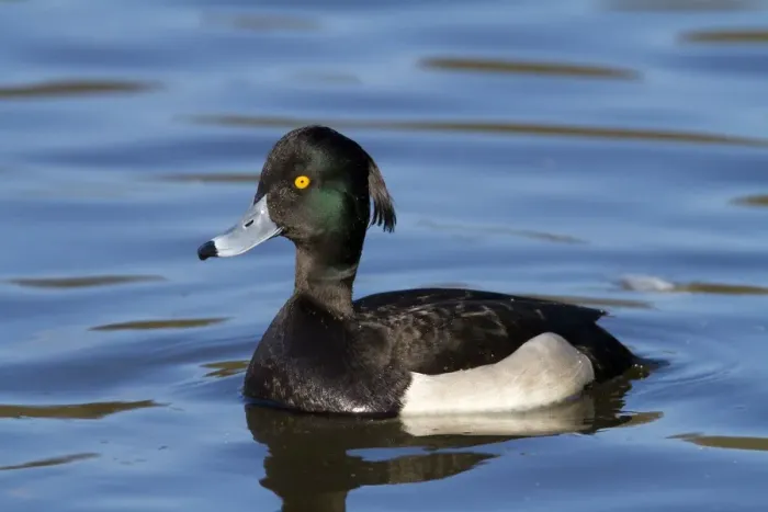 Framed Print : Tufted Duck - adult drake on water - Wiltshire - England - UK Framed Print : Tufted Duck - adult drake on water - Wiltshire - England - UK