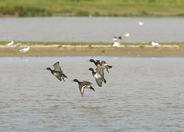 Tufted Duck - Courting males chasing female, In flight, Norfolk UK