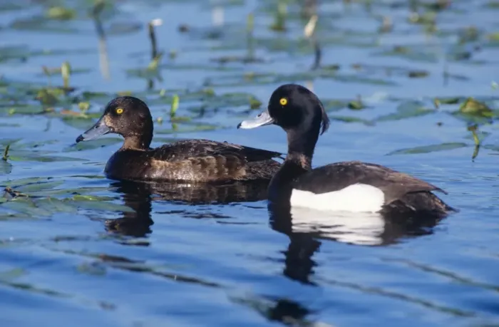 Framed Print : Tufted Duck - female & male Framed Print : Tufted Duck - female & male