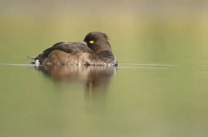 Framed Print : Tufted Duck. Female sleeping. Cleveland, UK Framed Print : Tufted Duck. Female sleeping. Cleveland, UK