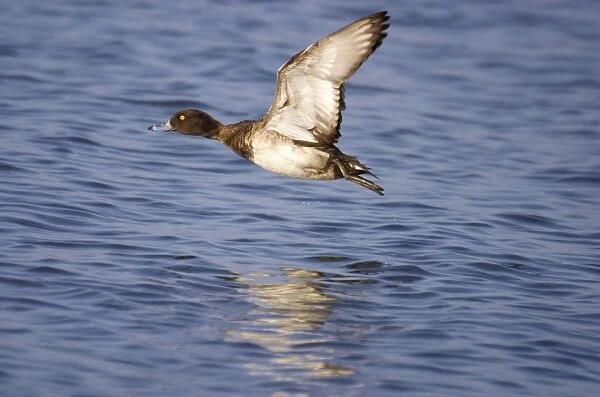 Tufted Duck - Female taking flight Norfolk UK