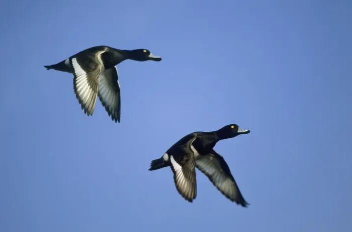 Framed Print : Tufted Duck - in flight Norfolk, UK BI004788 Framed Print : Tufted Duck - in flight Norfolk, UK BI004788