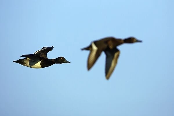 Tufted Duck - Male and female in flight Isle of Texel, Holland