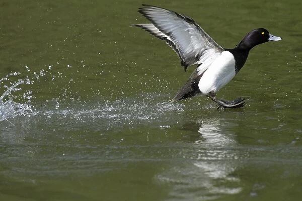 Tufted Duck - male in flight - landing on lake - Hessen - Germany