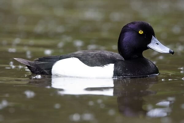 Tufted Duck - Male. France