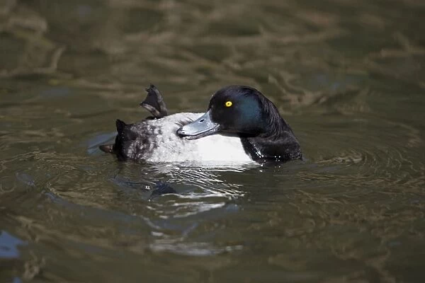 Tufted Duck - male preening its plumage - on lake - Hessen - Germany