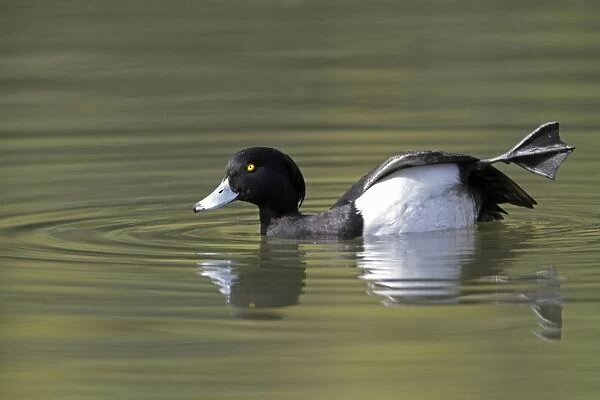 Tufted Duck - male stretching its leg on lake - Hessen - Germany