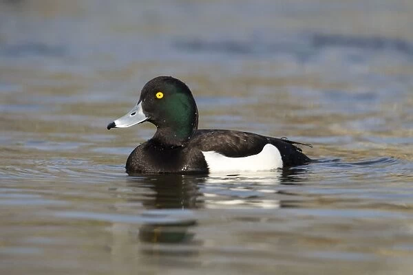 Tufted Duck - male swimming in calm water - March - Rochester - England