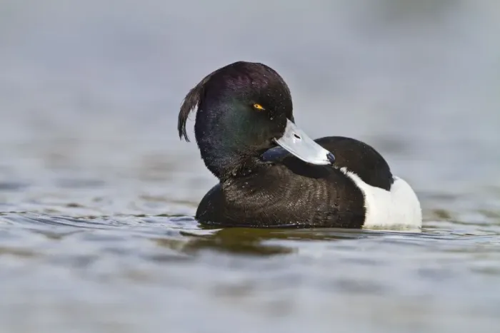 Framed Print : Tufted Duck - male swimming - Hertfordshire UK 9176 Framed Print : Tufted Duck - male swimming - Hertfordshire UK 9176