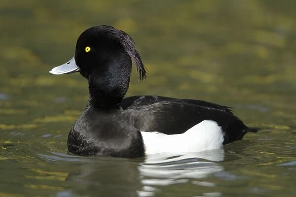 Tufted Duck - male swimming on lake - Hessen - Germany