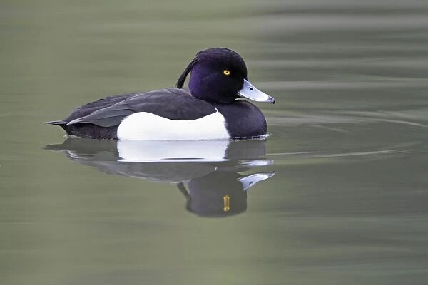 Tufted Duck - male swimming on lake - Hessen - Germany