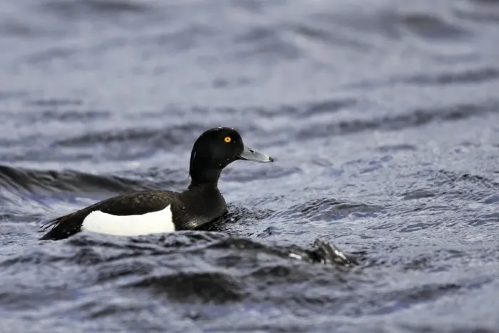 Framed Print : Tufted Duck - male. Varanger Fjord - Norway Framed Print : Tufted Duck - male. Varanger Fjord - Norway