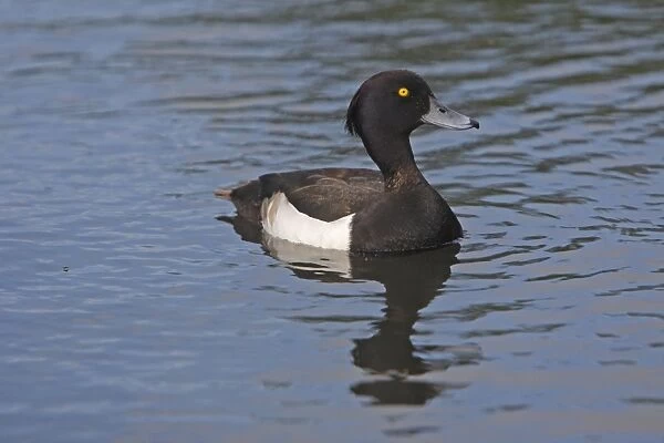 Tufted Duck - in water