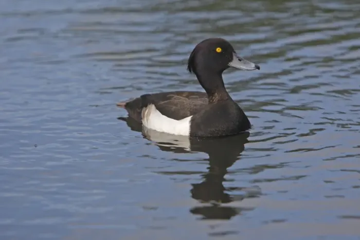 Framed Print : Tufted Duck - in water Framed Print : Tufted Duck - in water