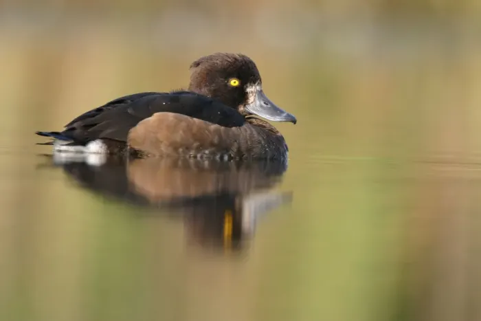 Framed Print : Tufted Duck. Waterlevel perspective of female. Cleveland, UK Framed Print : Tufted Duck. Waterlevel perspective of female. Cleveland, UK