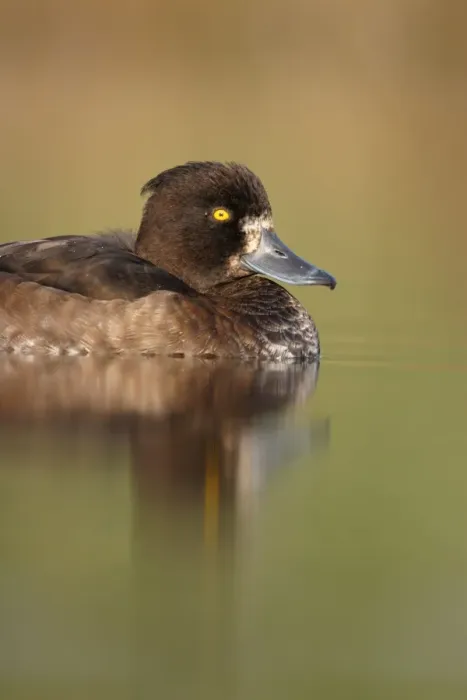 Framed Print : Tufted Duck. Waterlevel perspective of female. Cleveland, UK Framed Print : Tufted Duck. Waterlevel perspective of female. Cleveland, UK