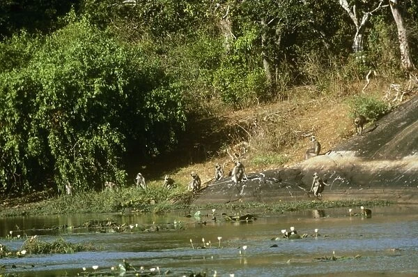 Tufted Grey Langur Monkey - troop at river Sri Lanka