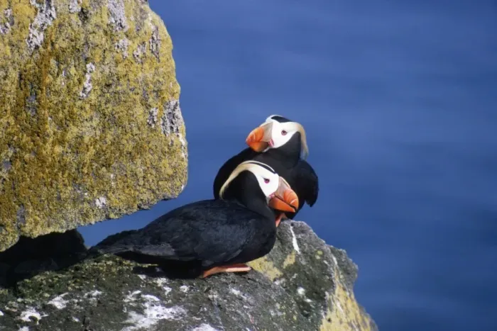 Framed Print : Tufted Puffin - pair Framed Print : Tufted Puffin - pair