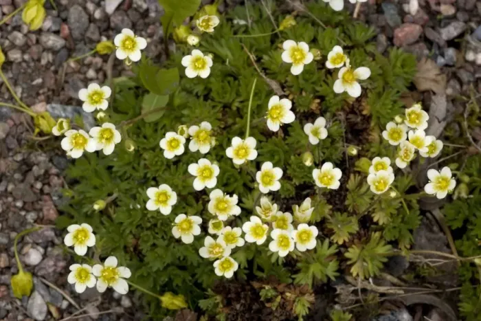 Framed Print : Tufted saxifrage, Saxifraga caespitosa. N. Europe Framed Print : Tufted saxifrage, Saxifraga caespitosa. N. Europe