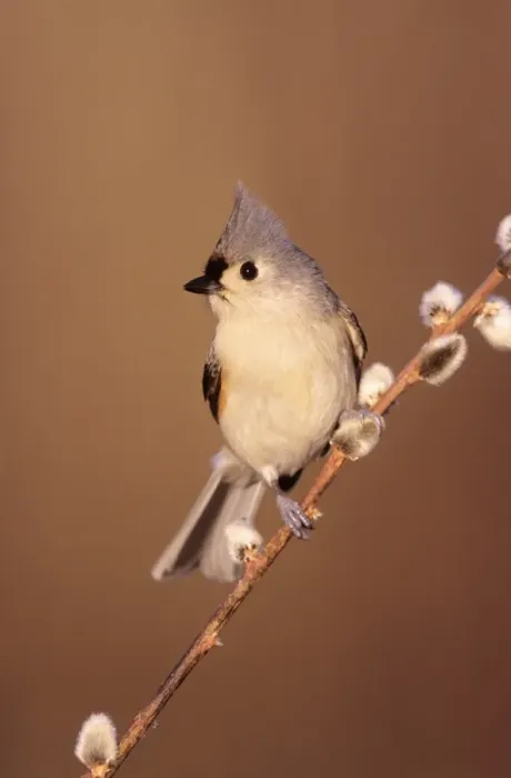 Framed Print : Tufted Titmouse Hamden Connecticut, USA Framed Print : Tufted Titmouse Hamden Connecticut, USA