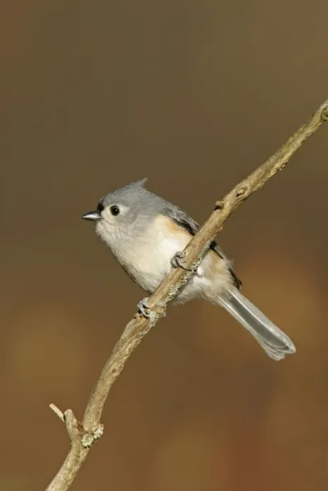 Framed Print : Tufted Titmouse Hamden, Connecticut, USA Framed Print : Tufted Titmouse Hamden, Connecticut, USA
