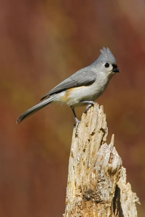 Framed Print : Tufted Titmouse Hamden, Connecticut, USA Framed Print : Tufted Titmouse Hamden, Connecticut, USA
