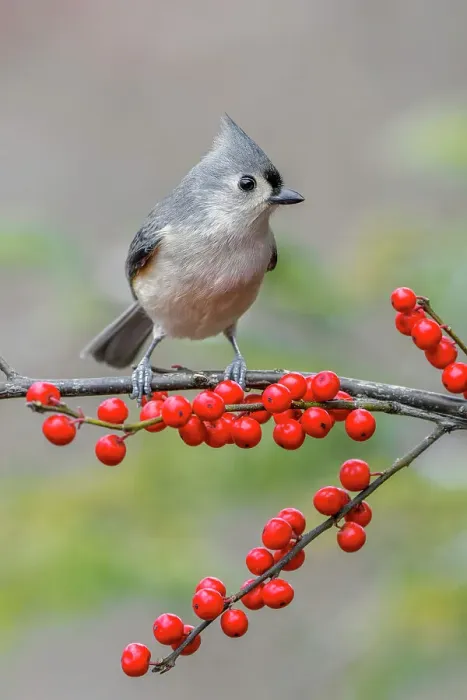 Framed Print : Tufted titmouse and red berries, Kentucky Date: 03-07-2018 Framed Print : Tufted titmouse and red berries, Kentucky Date: 03-07-2018