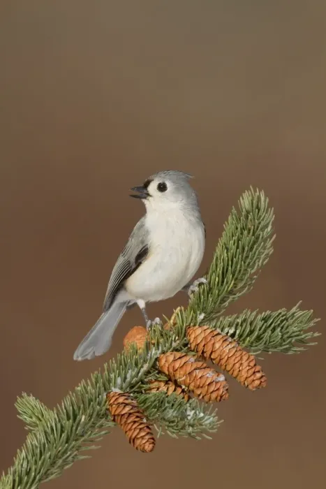 Framed Print : Tufted Titmouse - in winter - January - Connecticut - USA Framed Print : Tufted Titmouse - in winter - January - Connecticut - USA